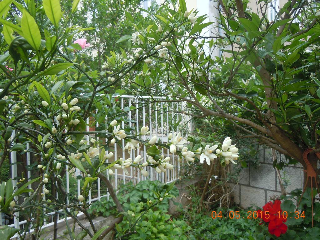 Central Apartment دوبروفينك الغرفة الصورة